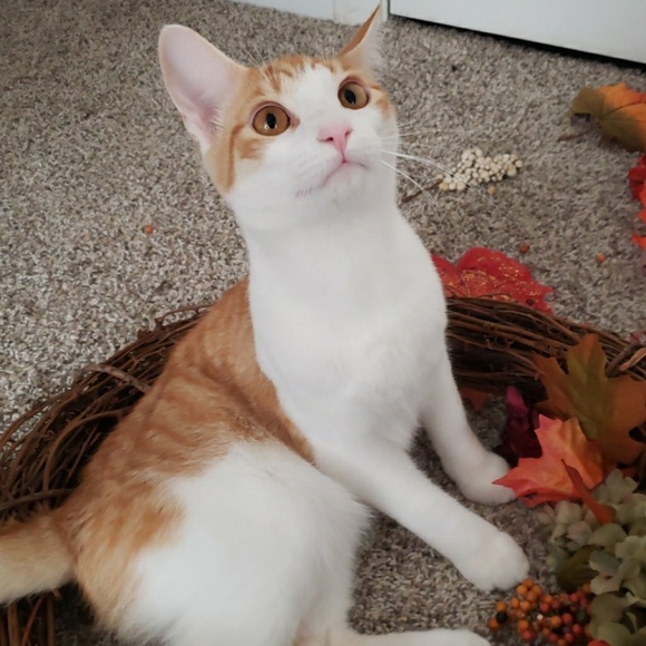 Meet your Posher, Nealee - Picture 1 of 1